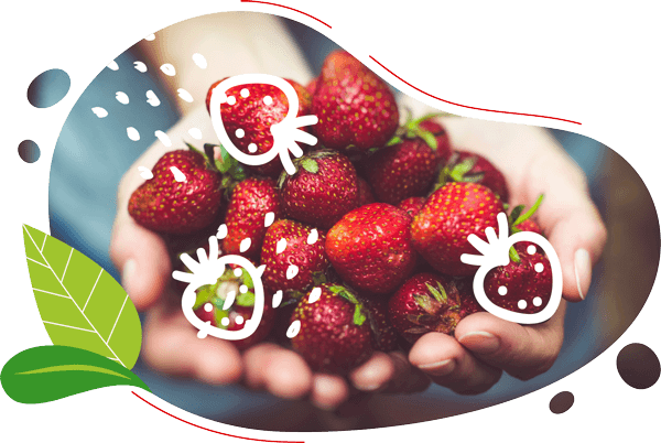 les mains du maraicher producteur de fraises biologiques montrent les fruits biologiques pour les aniimations velo smoothie