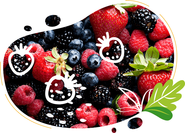Une forme abstraite avec photo et illustration démontre des fruits rouges biologiques qui vont être transformés en smoothies à l'aide du vélo blender