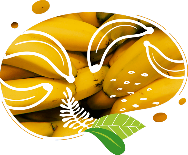 Le smoothie au bon gout de bananes biologiques