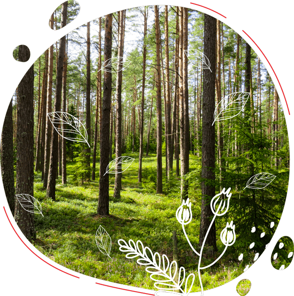 Photo présentant des arbres d'une foret gérée durablement pour protéger la planète